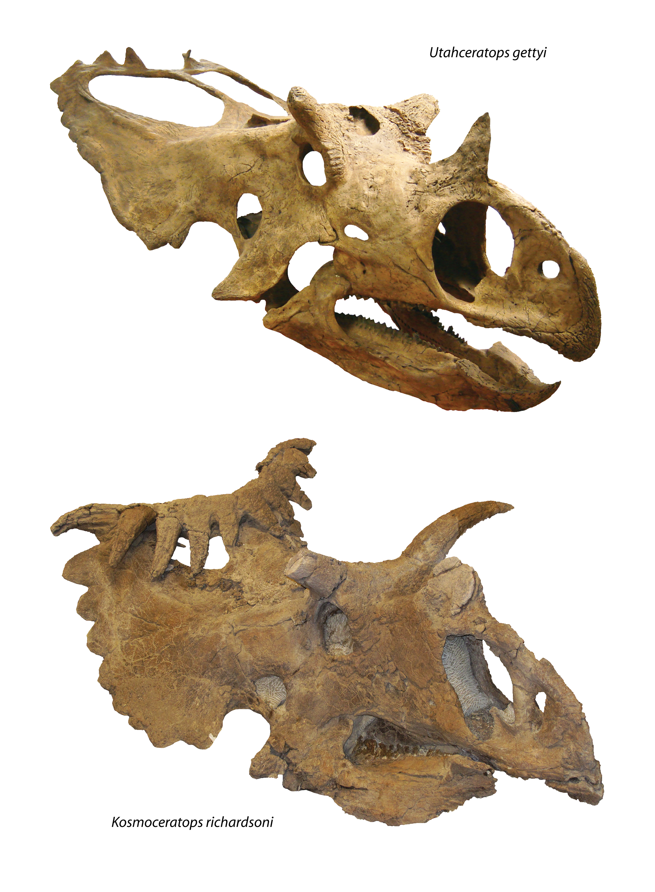 Utahceratops Kosmoceratops
